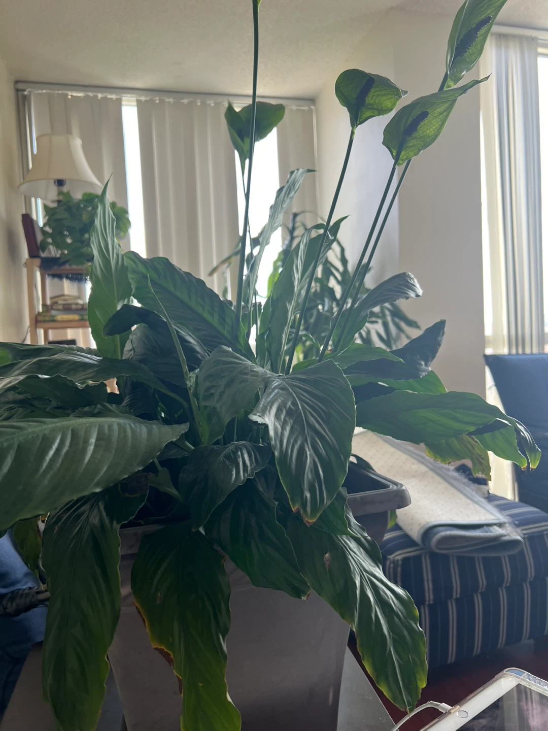 Peace Lily Plant - photo 2