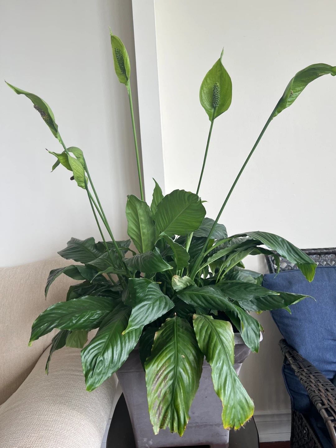 Peace Lily Plant