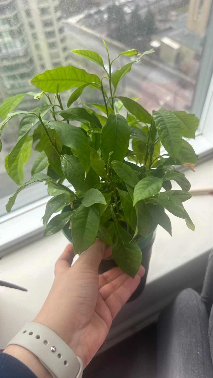 Potted Lemon Tree Plant