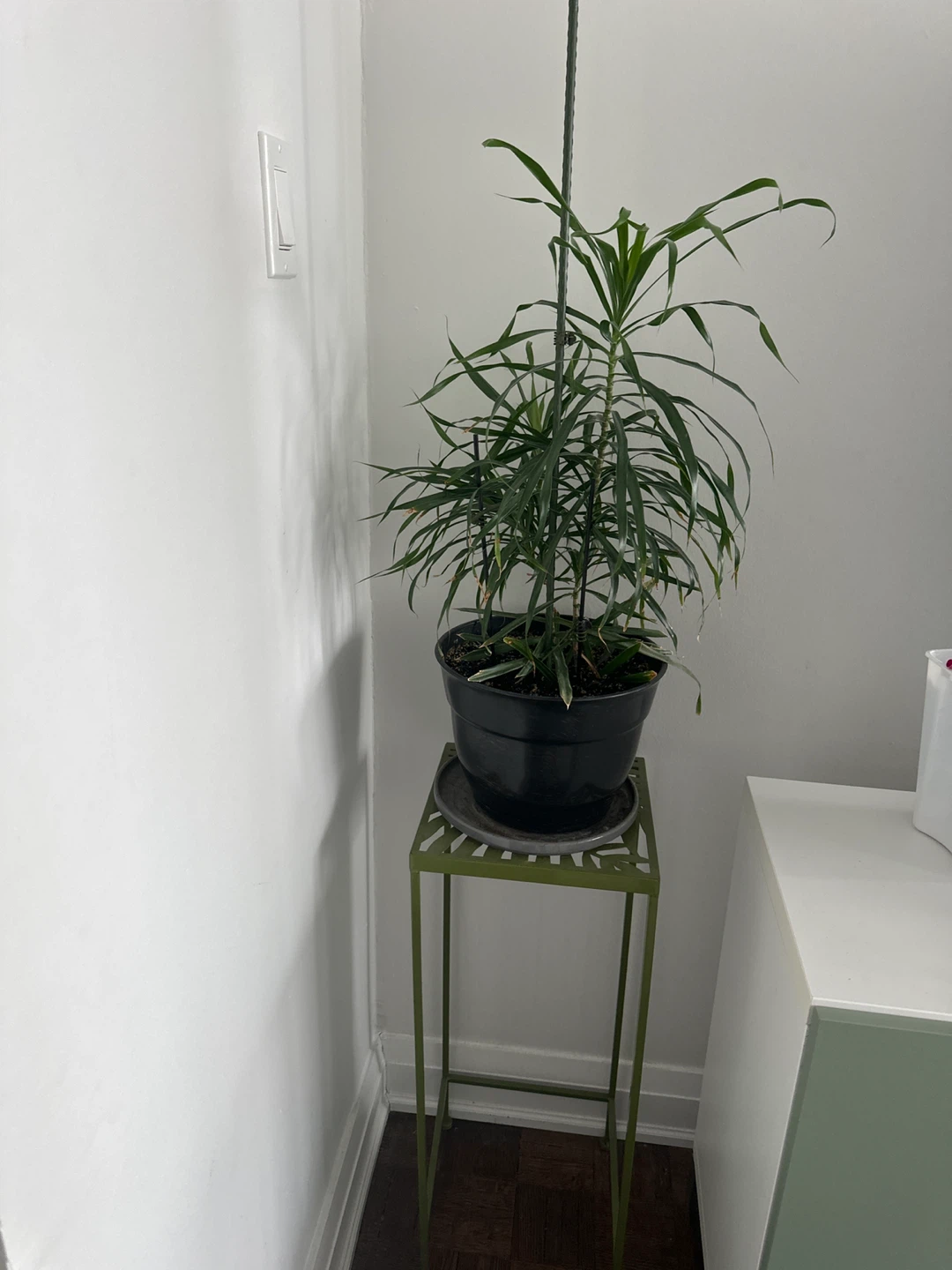 Tall Green Potted Plant - photo 2
