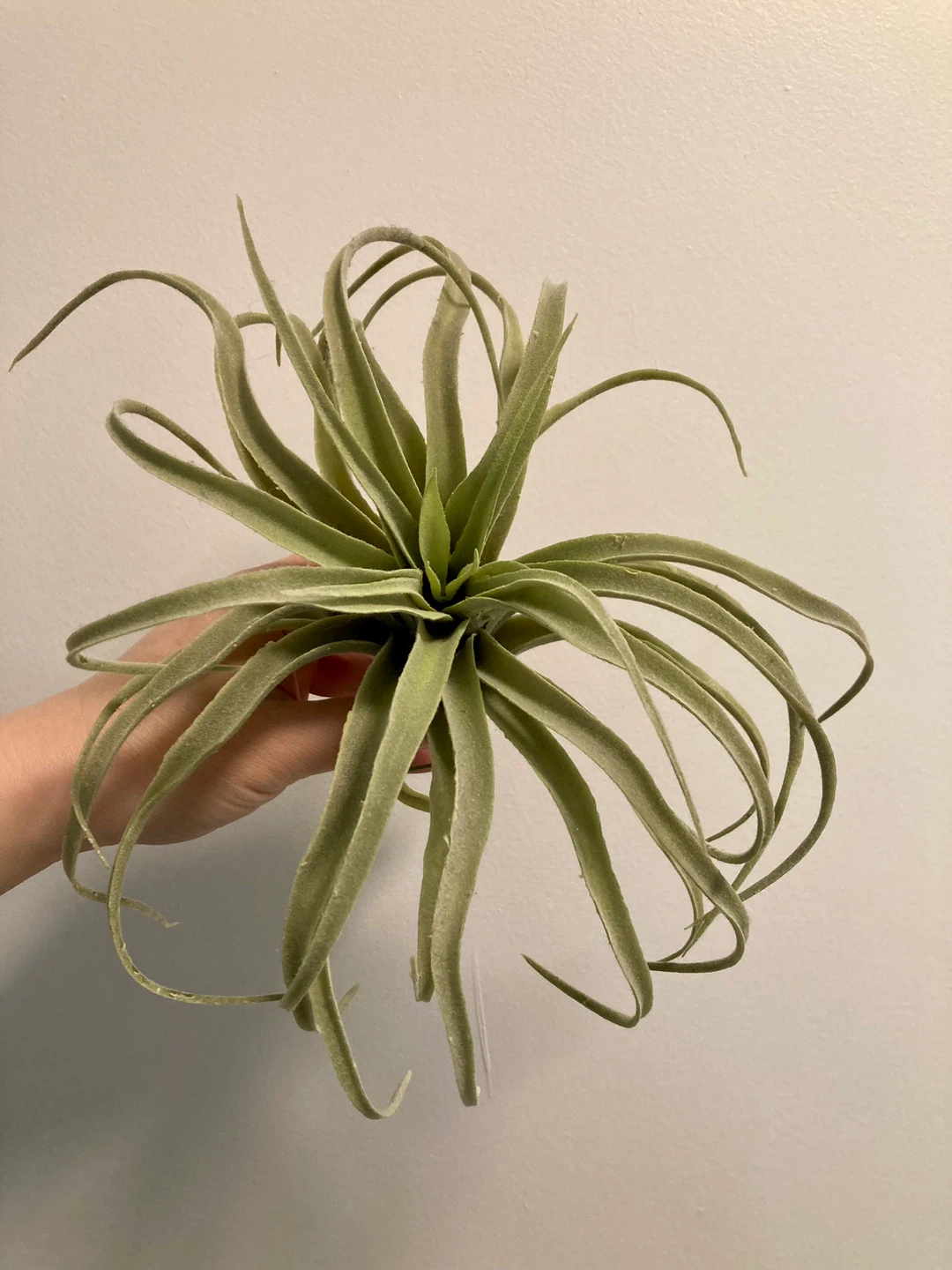 Large Faux Airplant