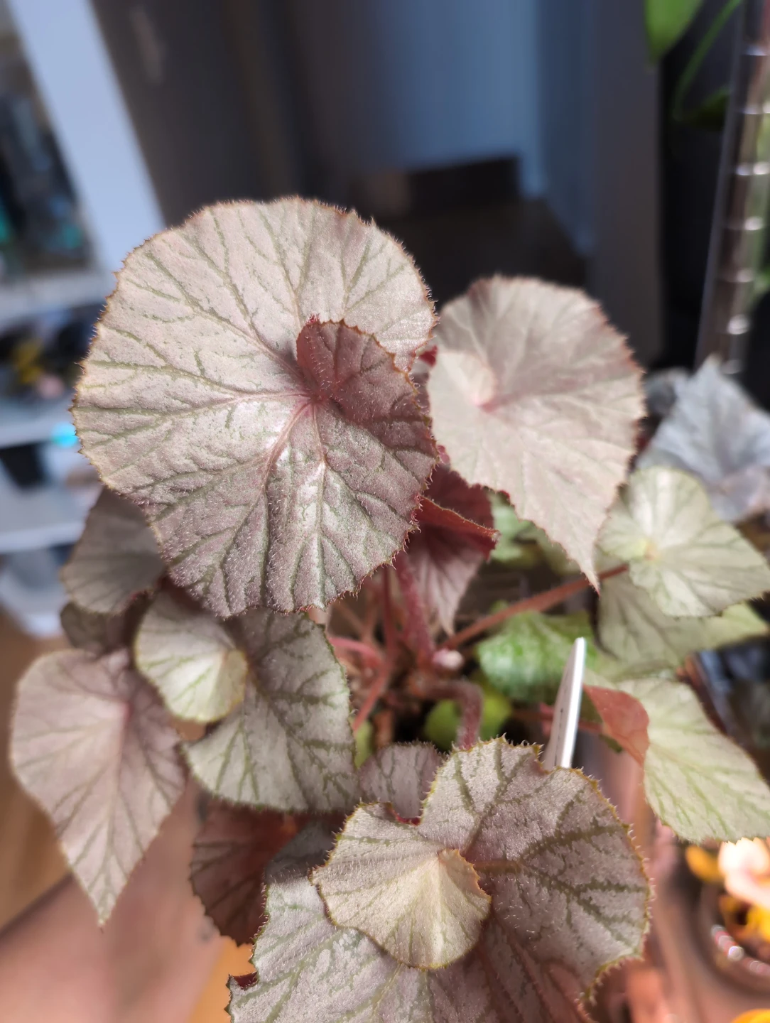 Rex Begonia 'Mirage' - photo 3