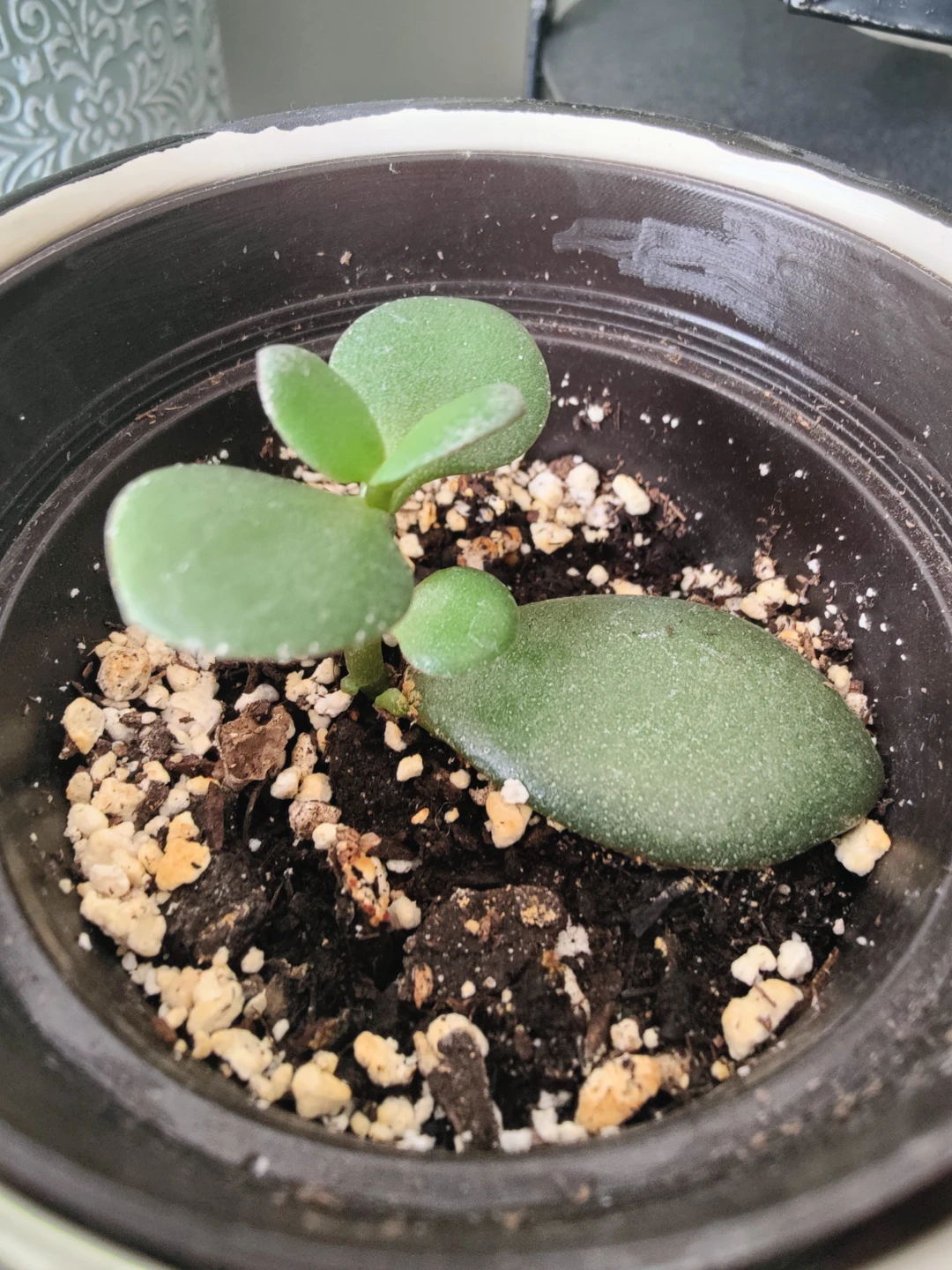 Jade Plant