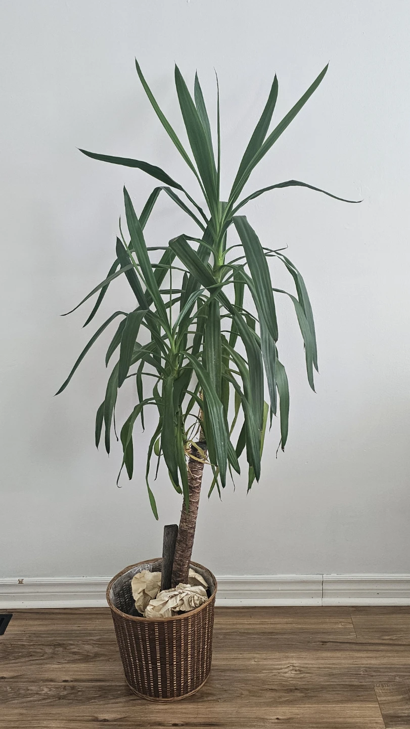 L'Accent Tropical Yucca Plant