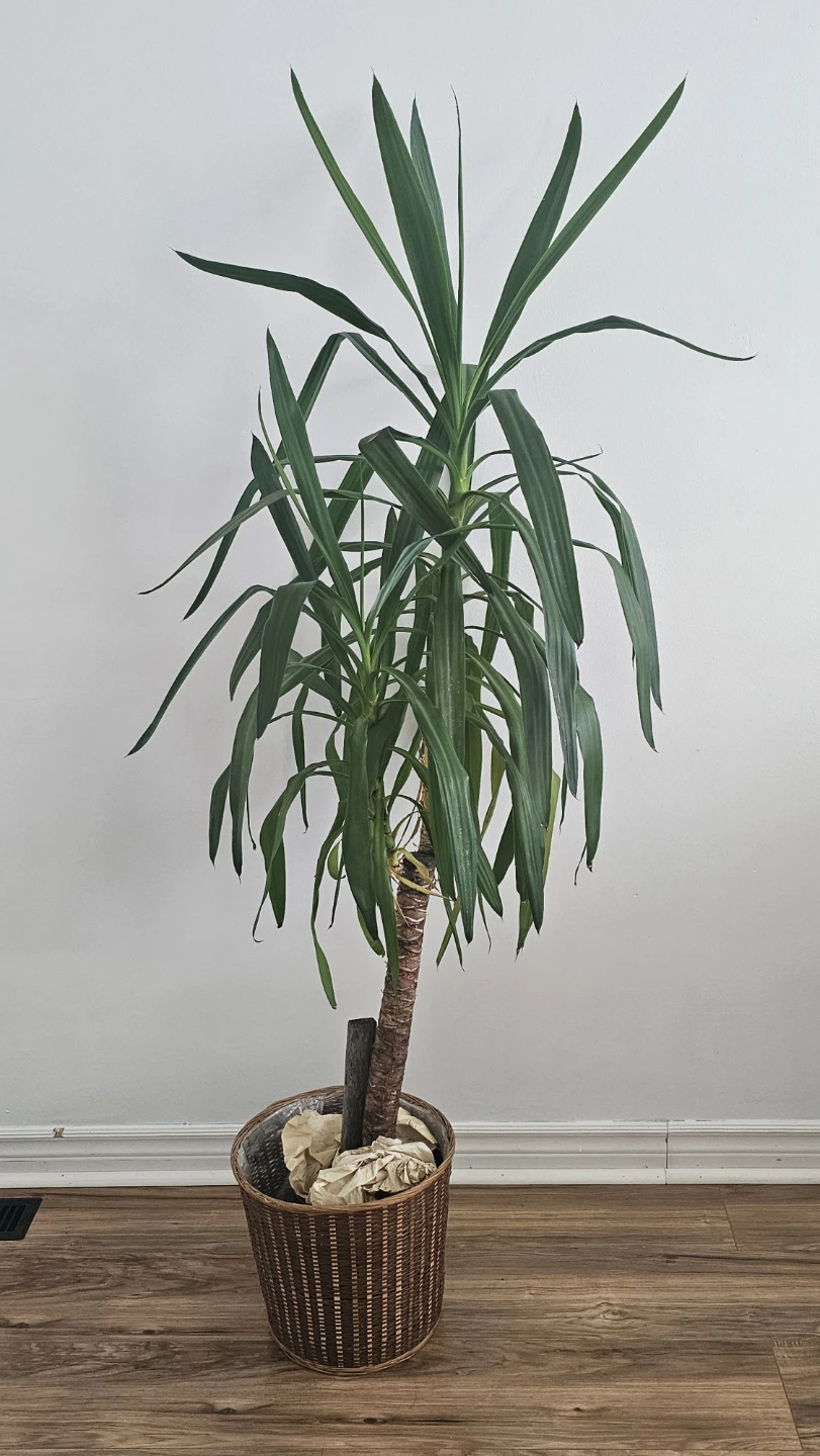 L'Accent Tropical Yucca Plant - photo 2