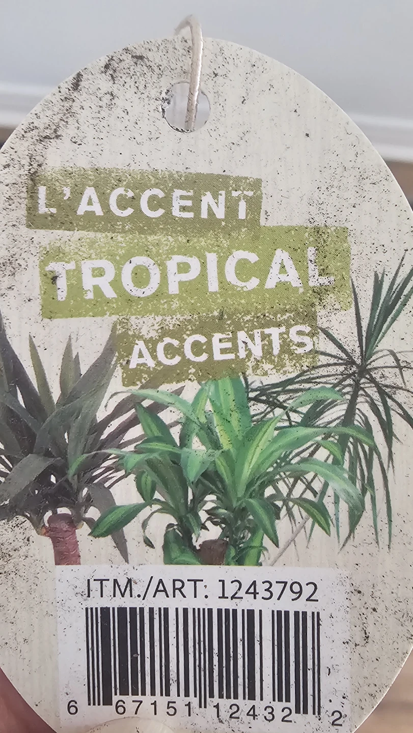 L'Accent Tropical Yucca Plant - photo 3