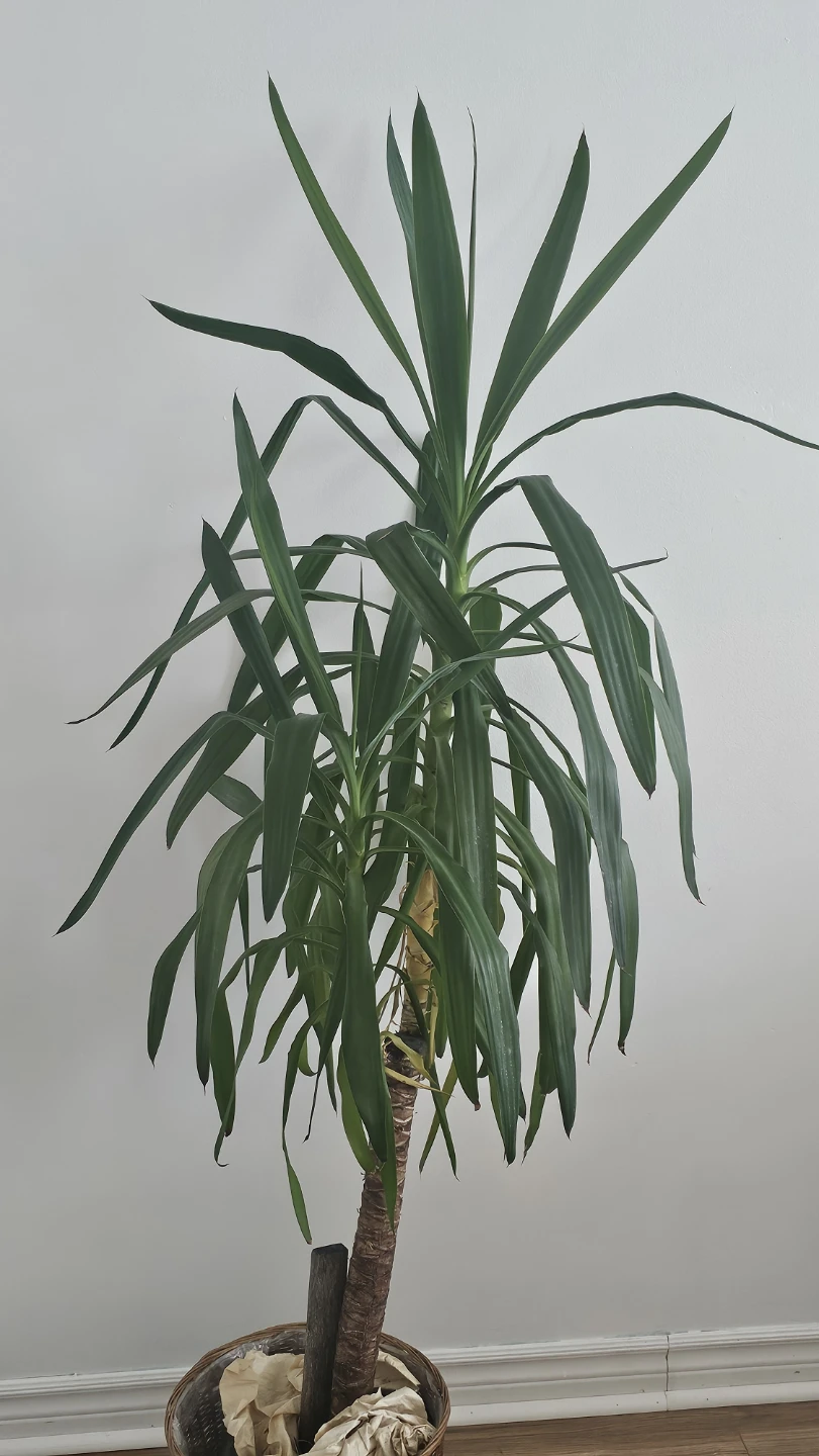 L'Accent Tropical Yucca Plant - photo 4