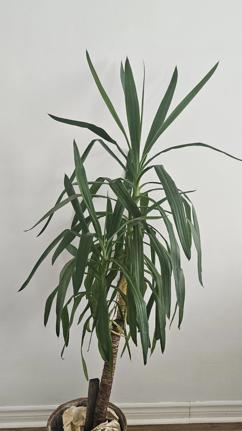 L'Accent Tropical Yucca Plant - photo 5