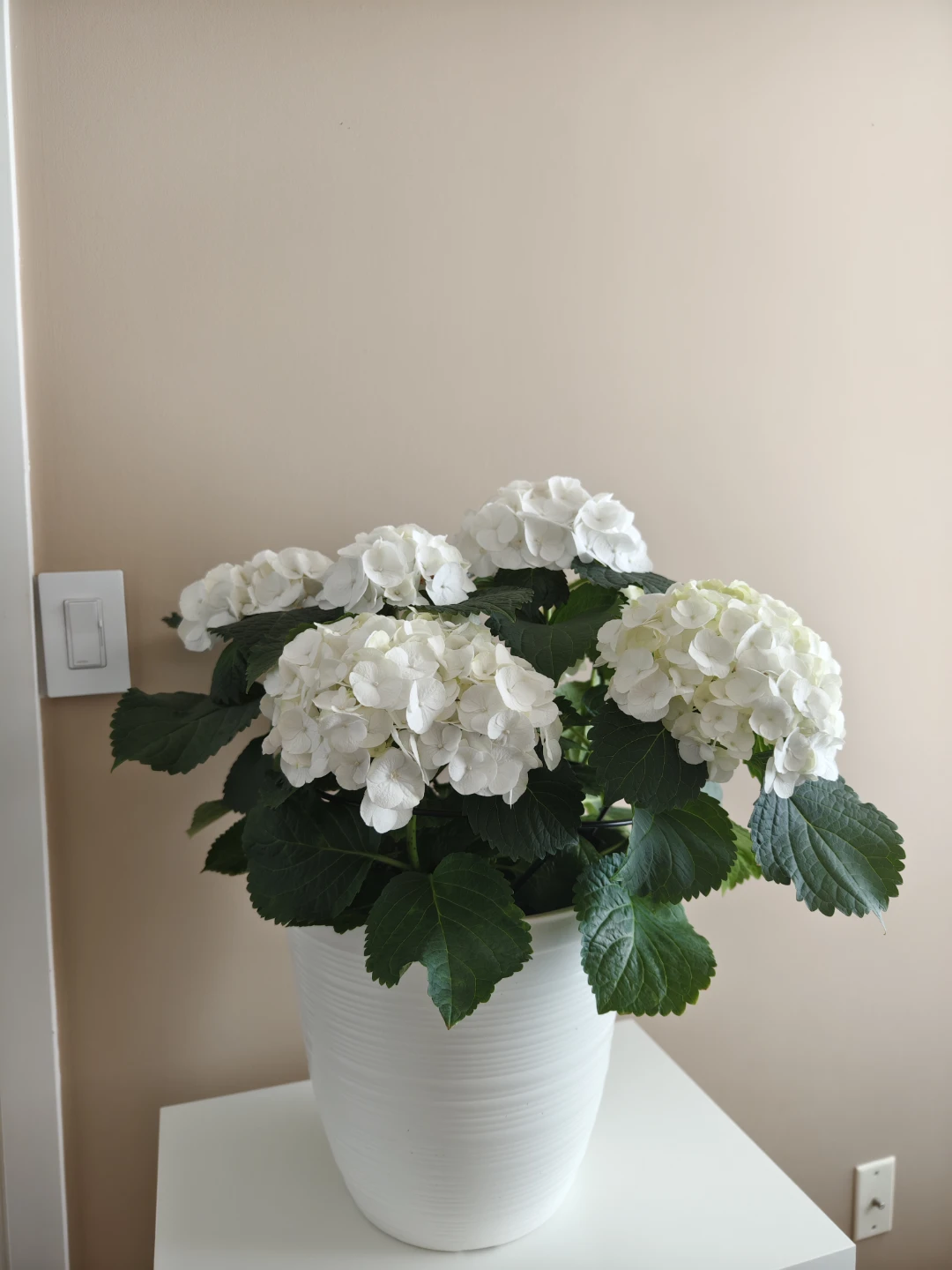 White Hydrangea Plant in Pot