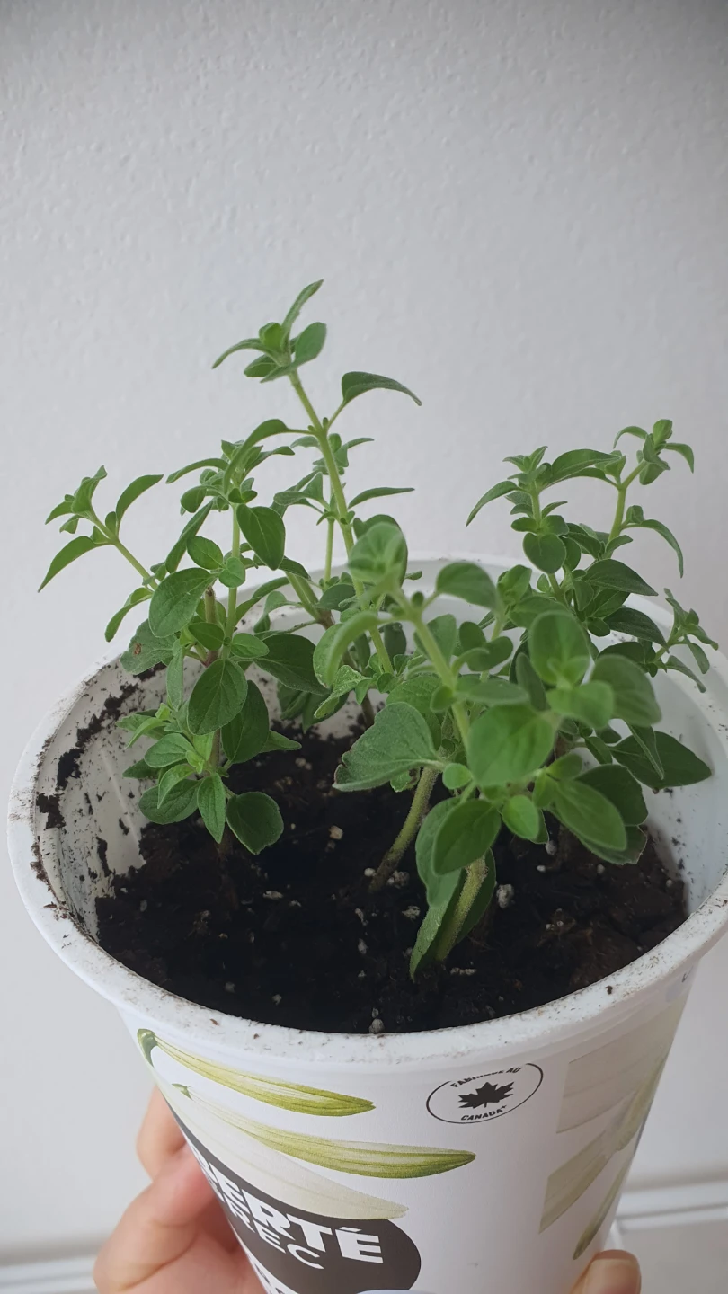 Oregano