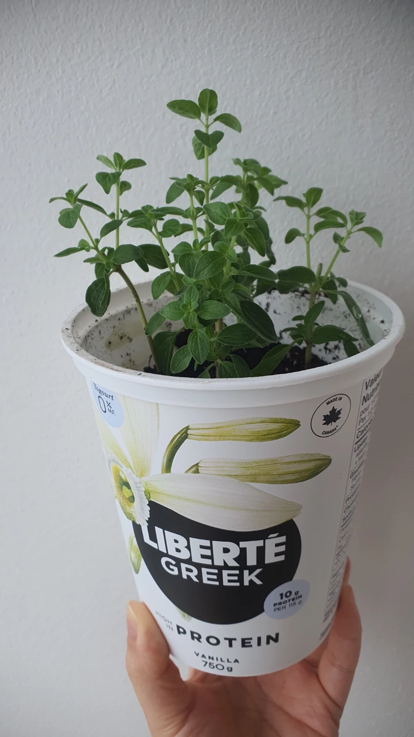 Oregano - photo 3