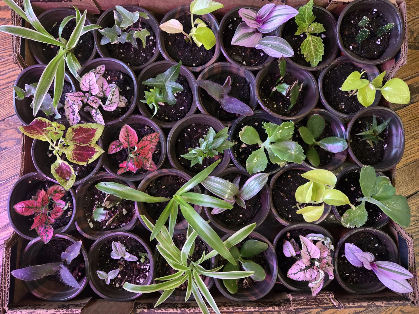 Assortment of small potted plants