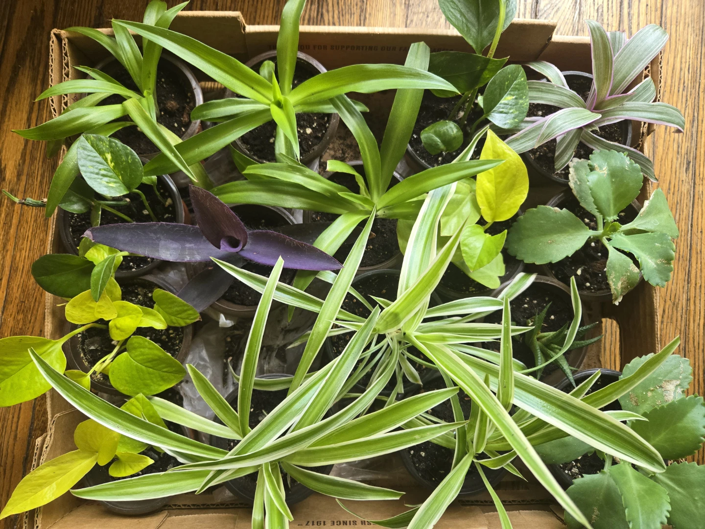 Assortment of small potted plants - photo 2