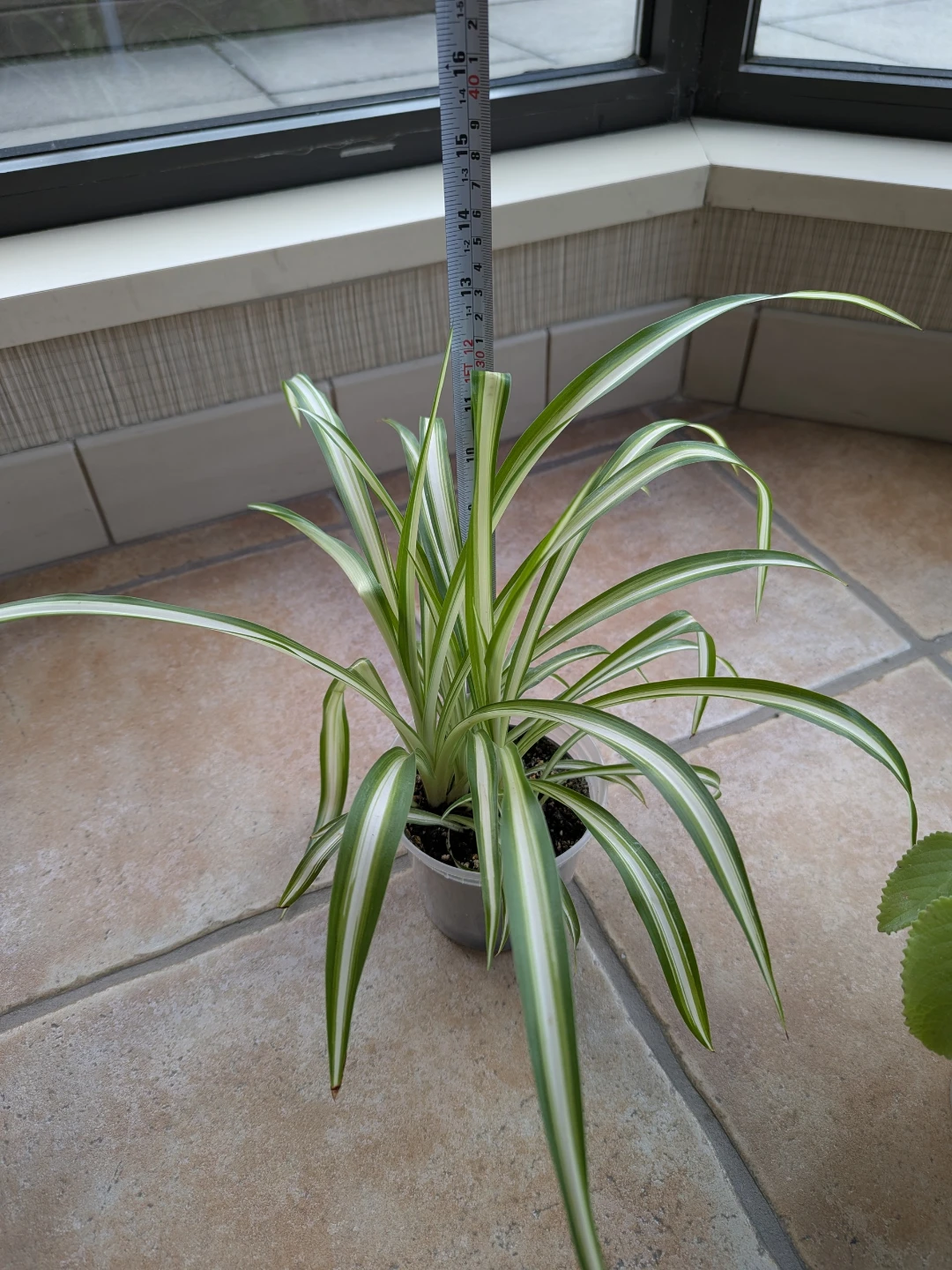 Spider Plant & Purple Heart - photo 3