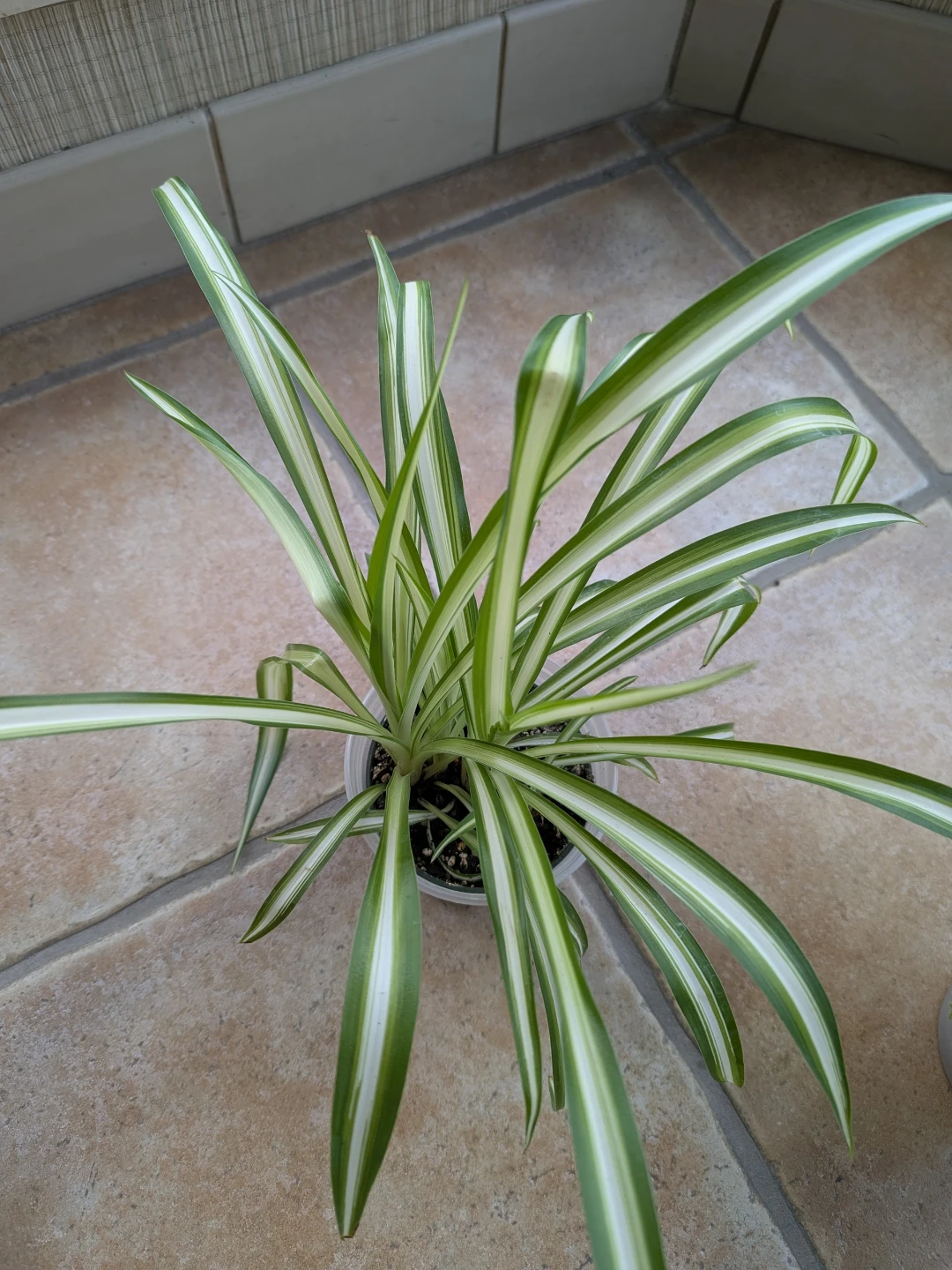Spider Plant & Purple Heart - photo 2