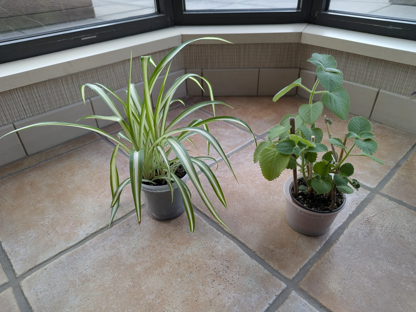Spider Plant & Purple Heart