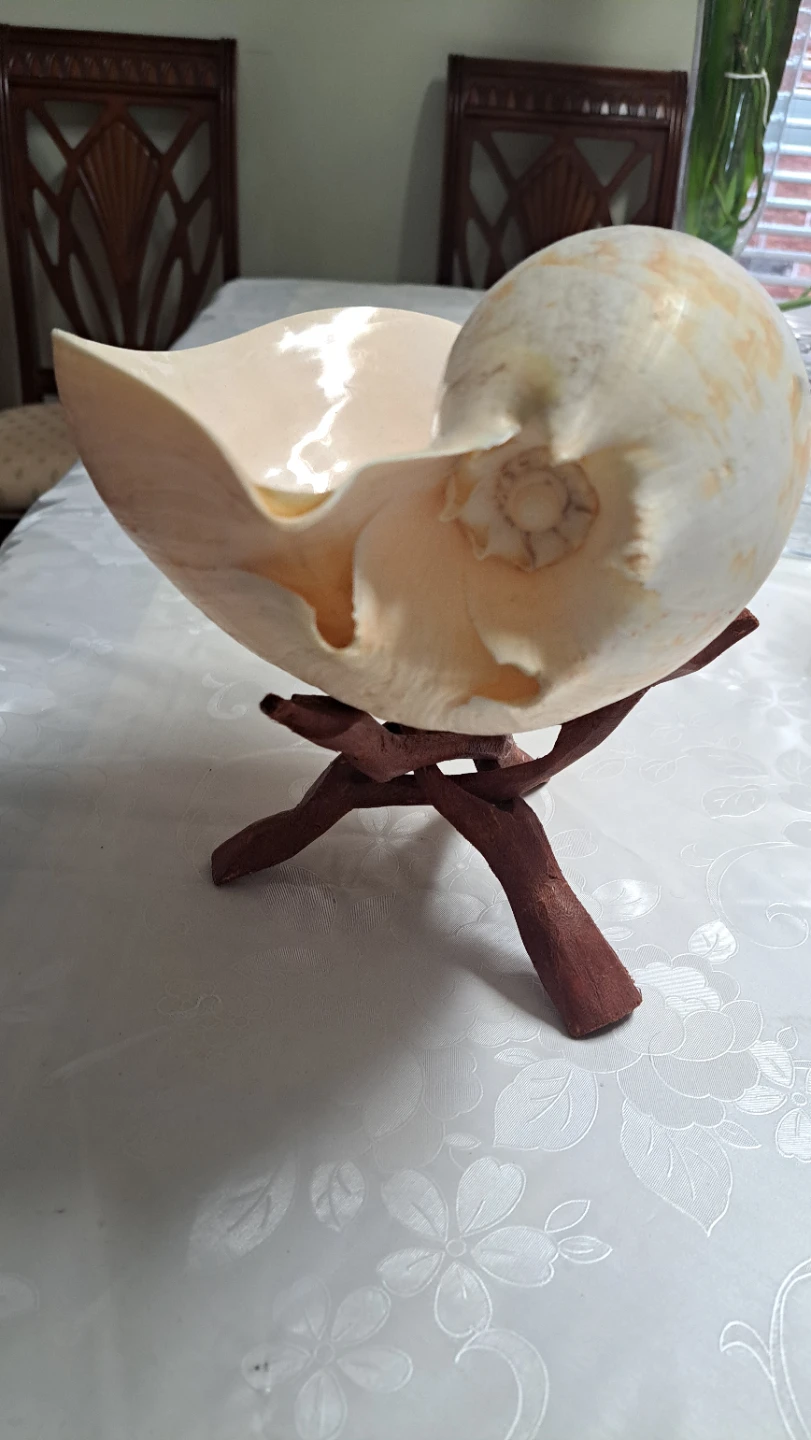 Large Decorative Seashell with Wooden Stand - photo 2