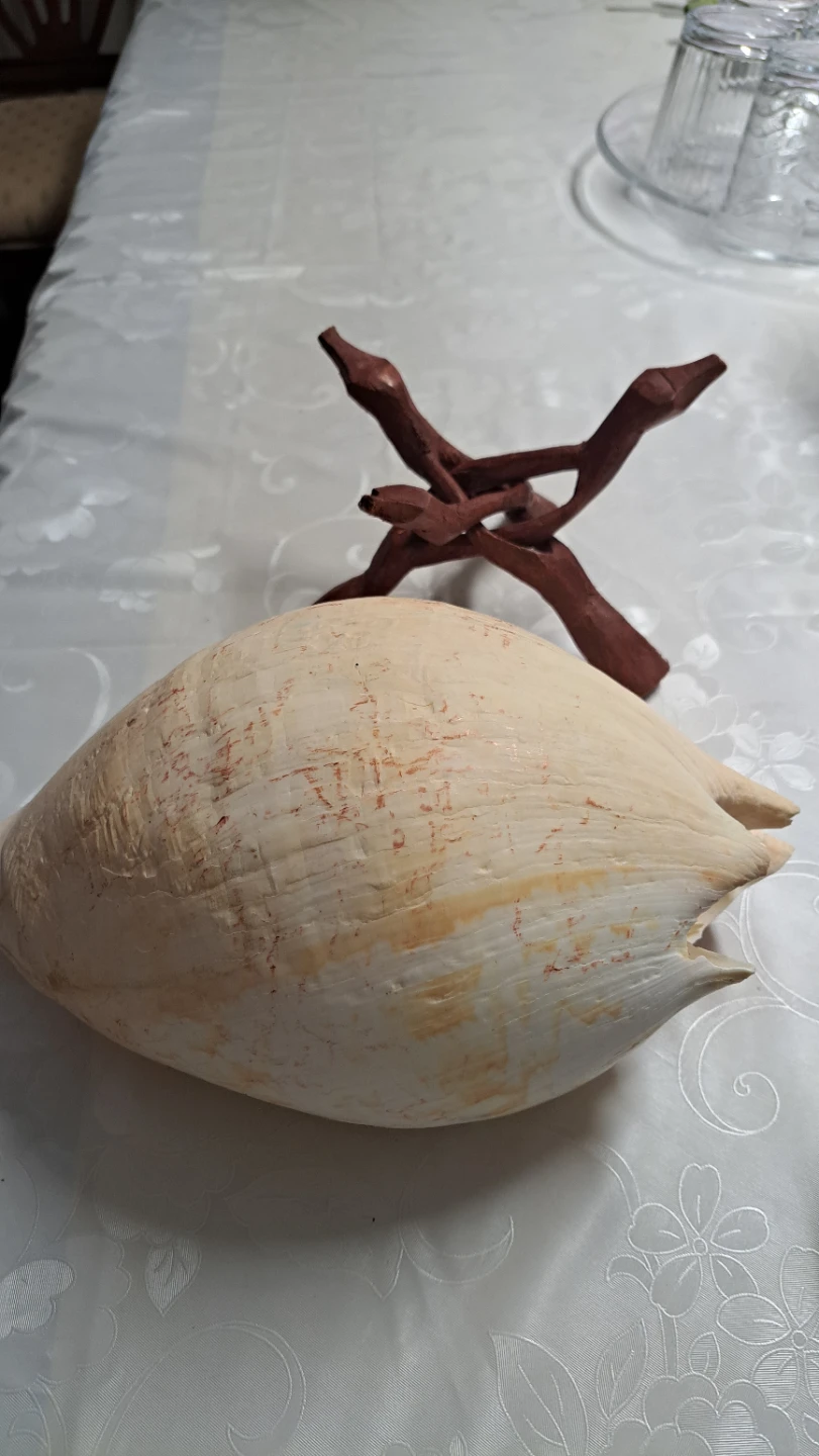 Large Decorative Seashell with Wooden Stand - photo 4