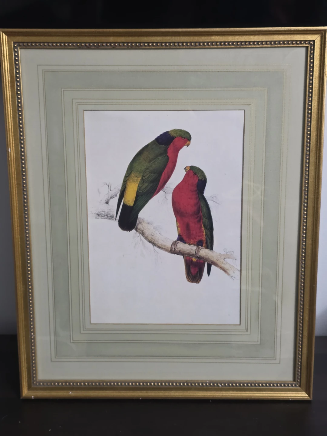 Framed Print of Two Colorful Parrots