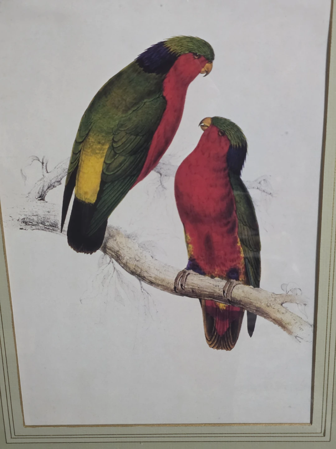 Framed Print of Two Colorful Parrots - photo 2