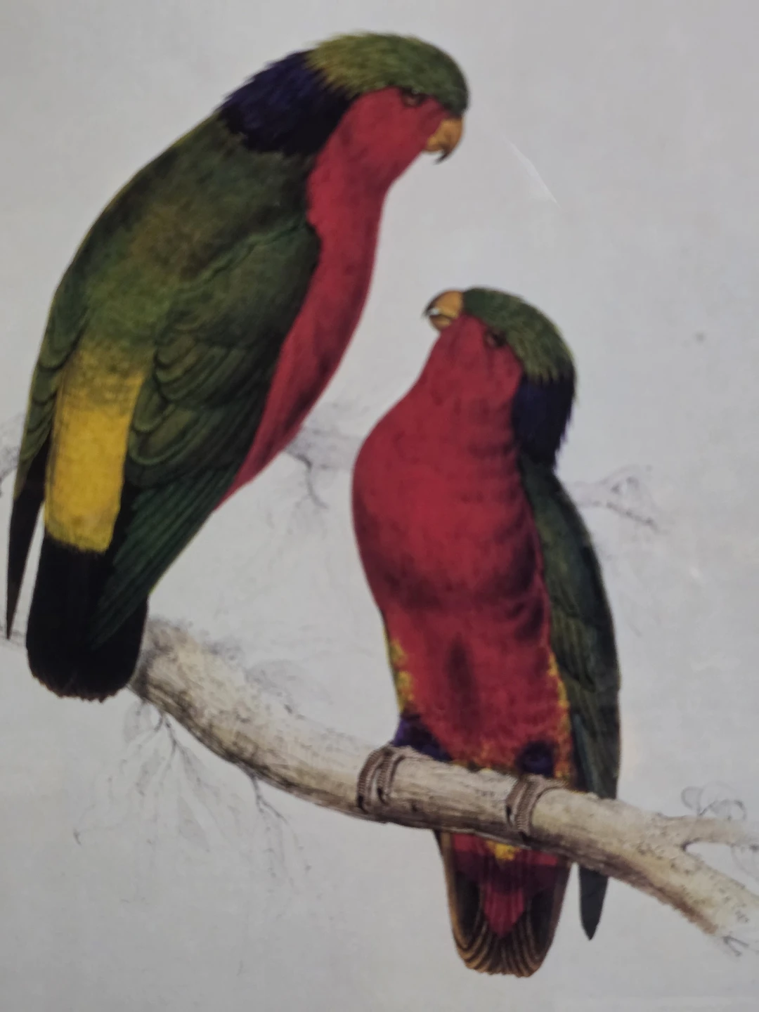 Framed Print of Two Colorful Parrots - photo 3