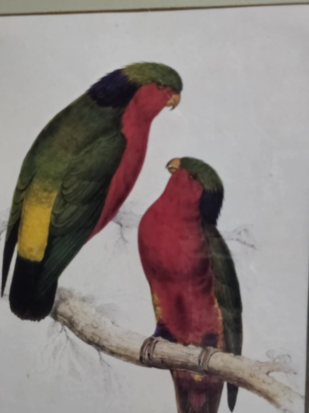 Framed Print of Two Colorful Parrots - photo 4