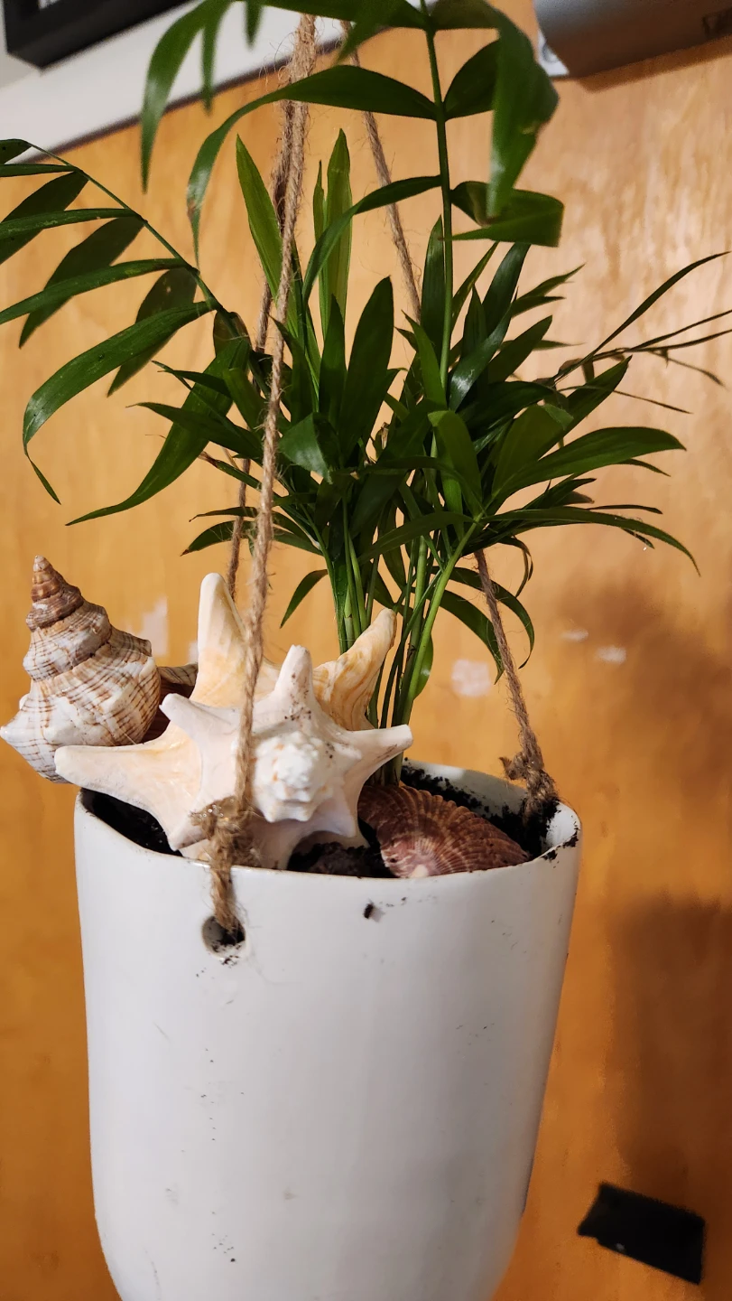 Beach inspired hanging planters with parlour palms - photo 5
