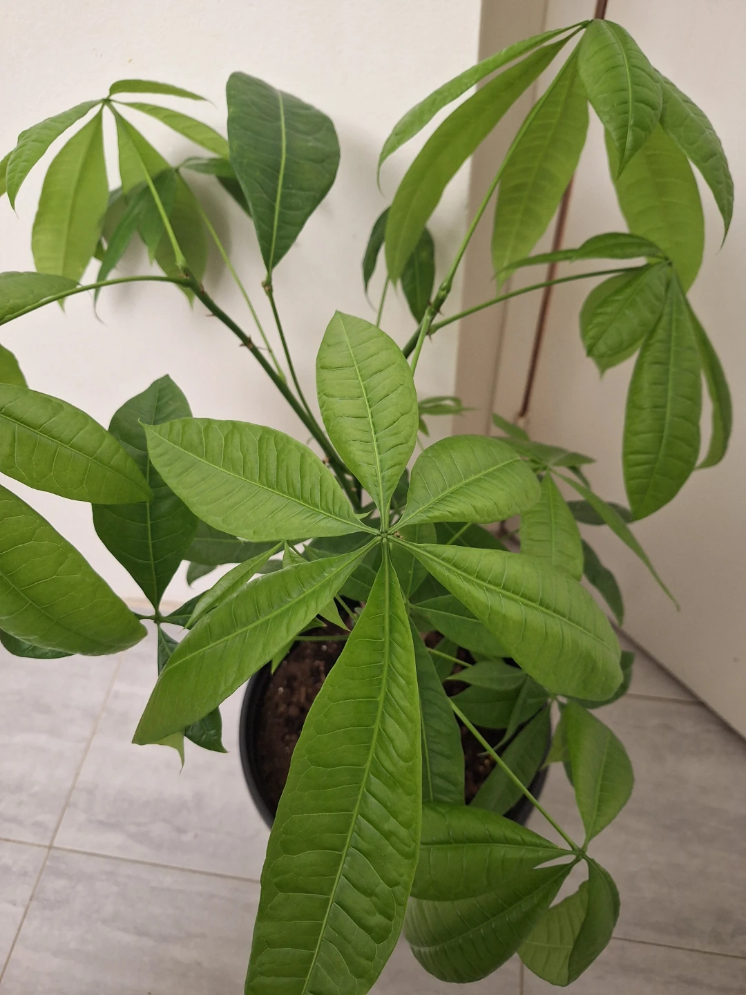 Lucky Money Tree Plant 33.5" tall