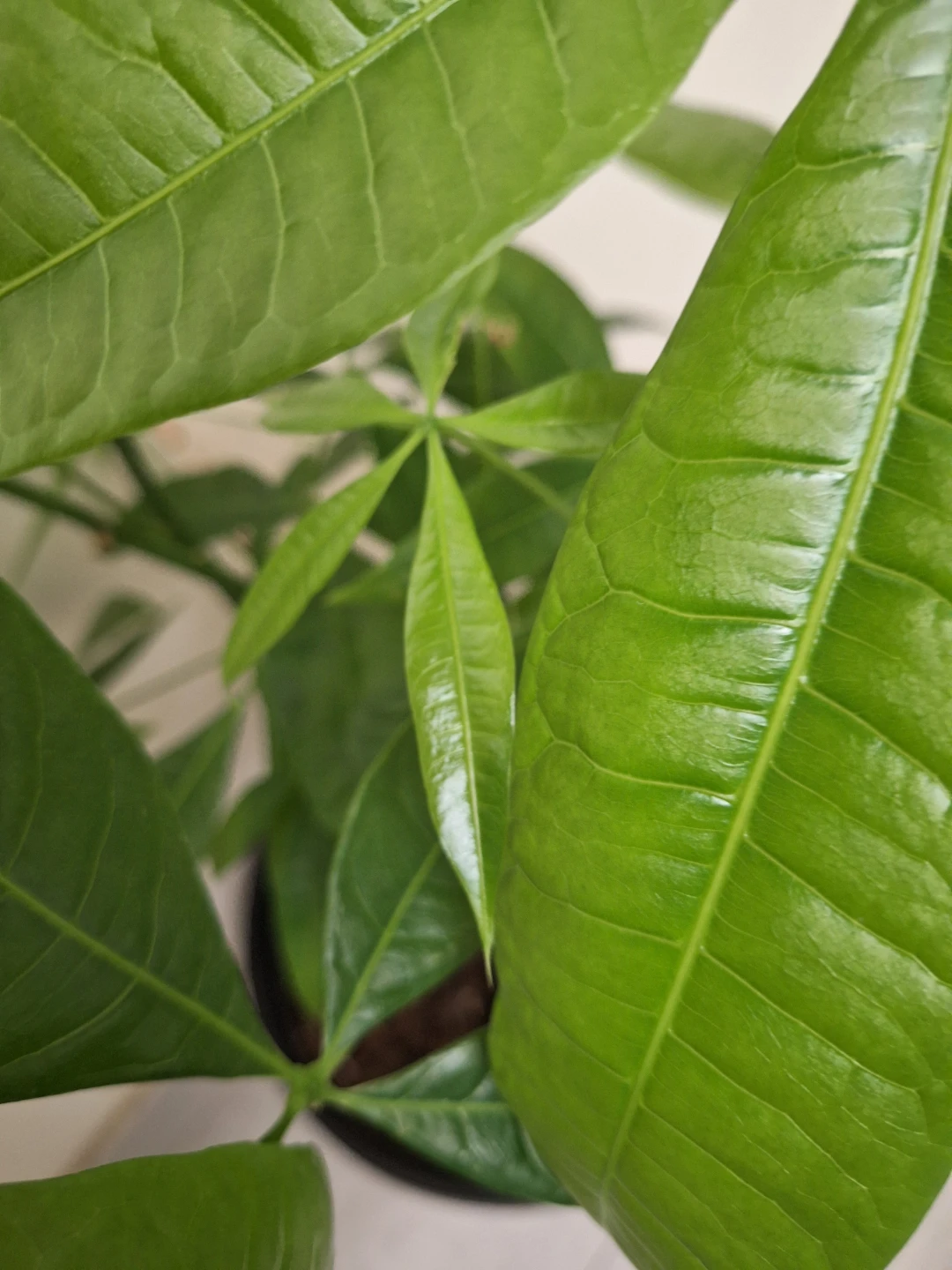 Lucky Money Tree Plant 33.5" tall - photo 2