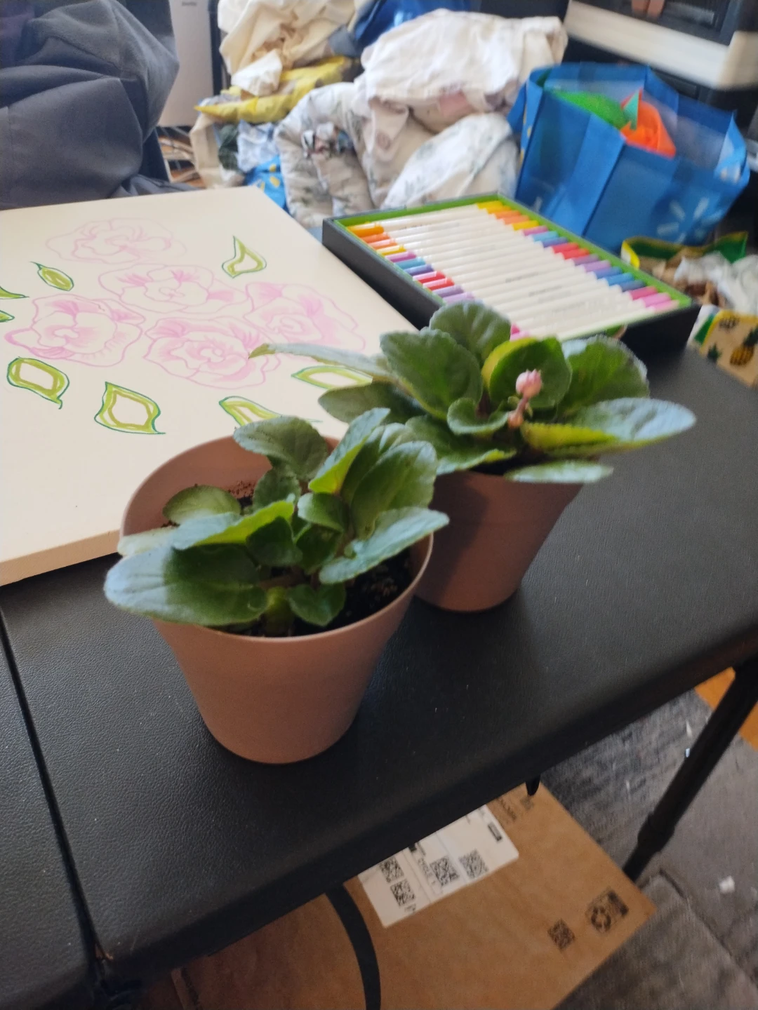 Two small potted African violets