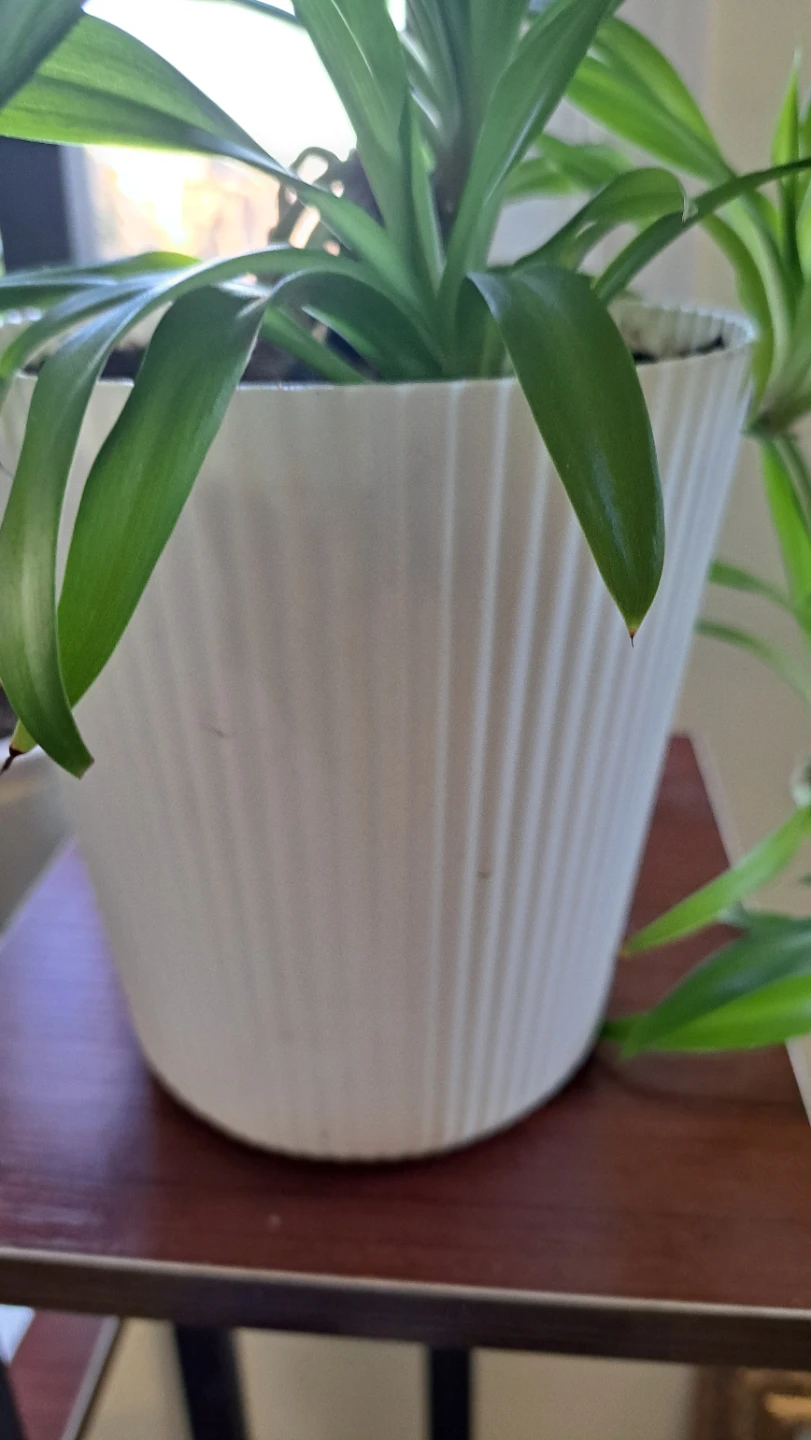 Spider Plant in White Ribbed Pot - photo 5