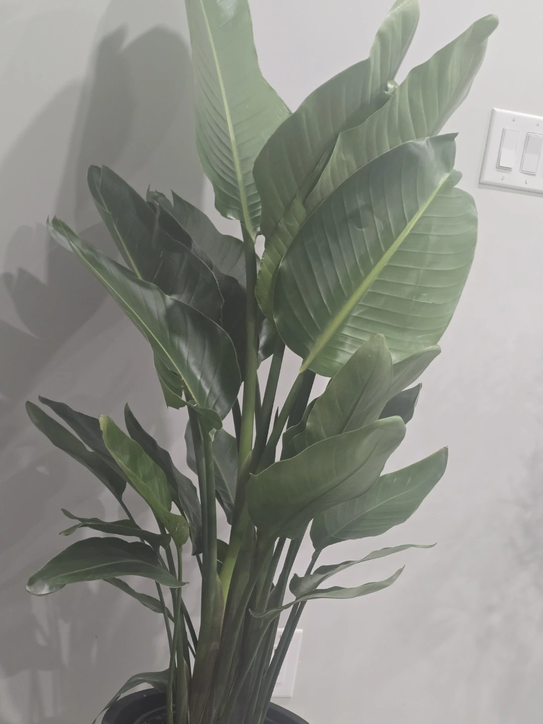 Bird of Paradise  multiple plant pot - photo 3