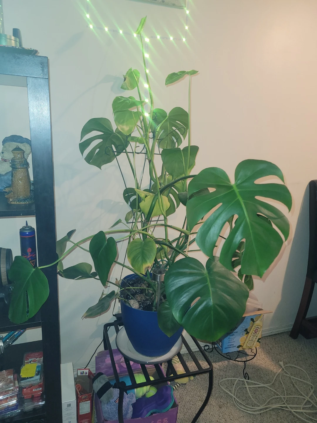I am looking for free house plants  I am not selling