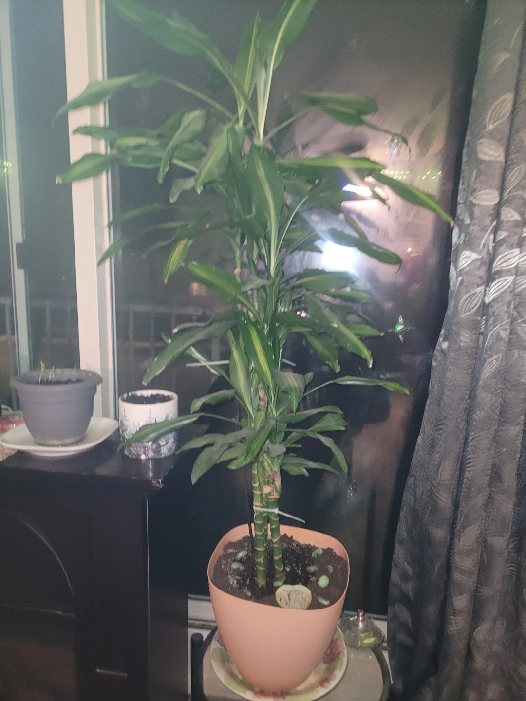 I am looking for free house plants  I am not selling - photo 2