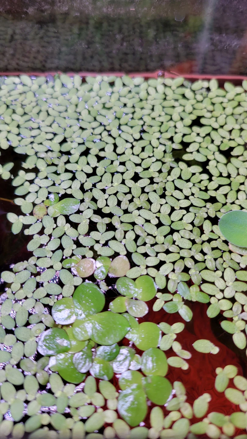 Floating Plant