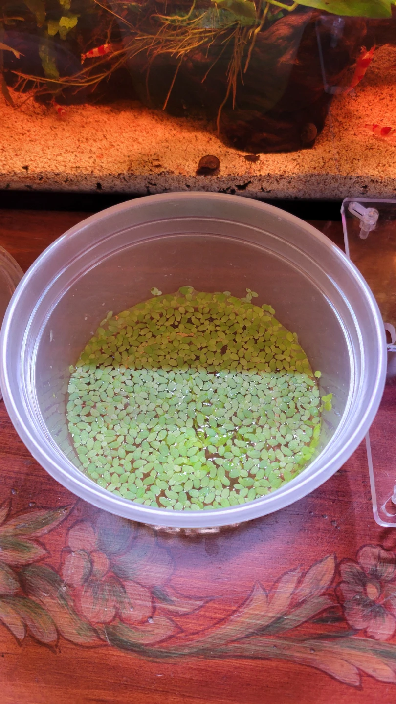 Floating Plant - photo 2