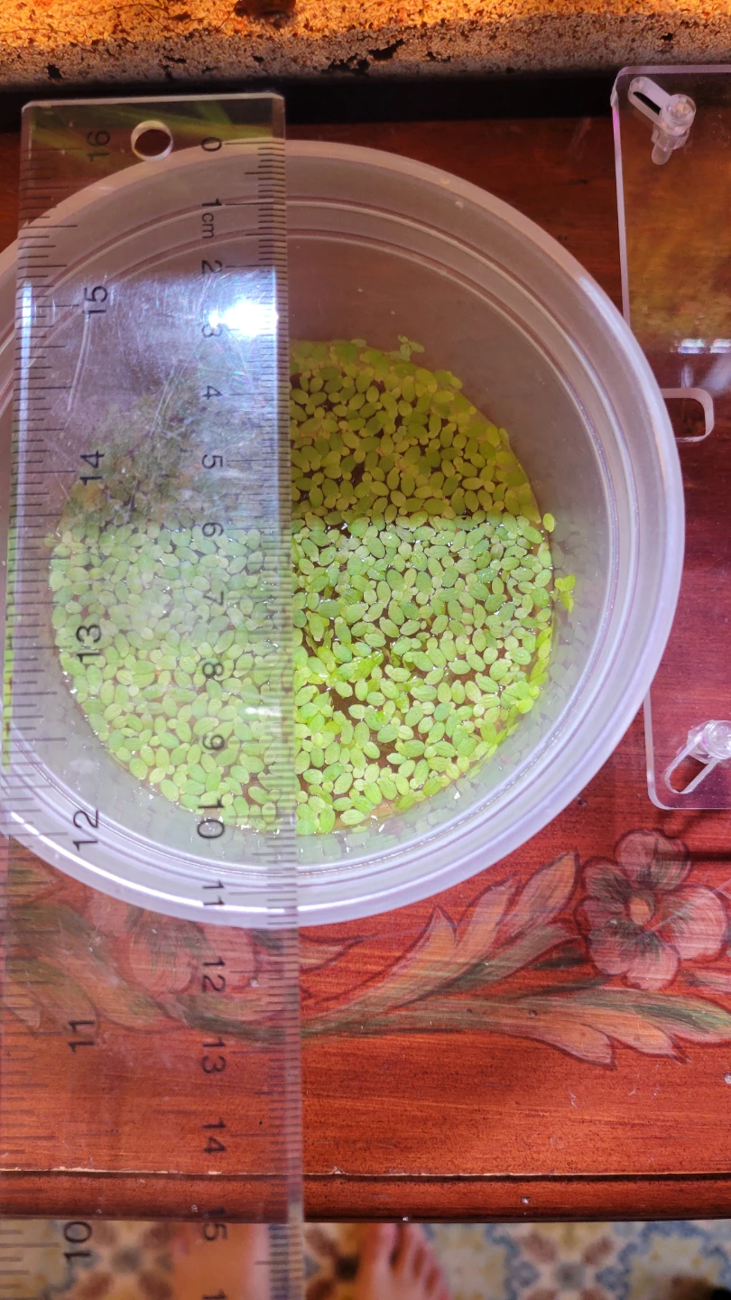 Floating Plant - photo 3