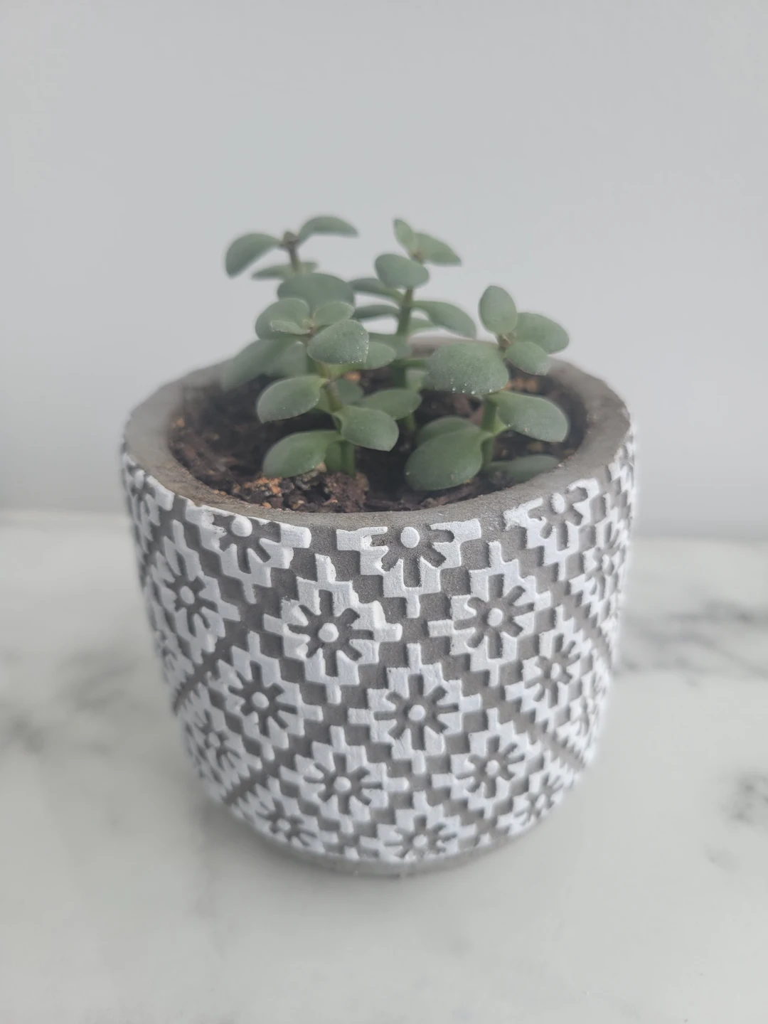 Succulent in Decorative Planter