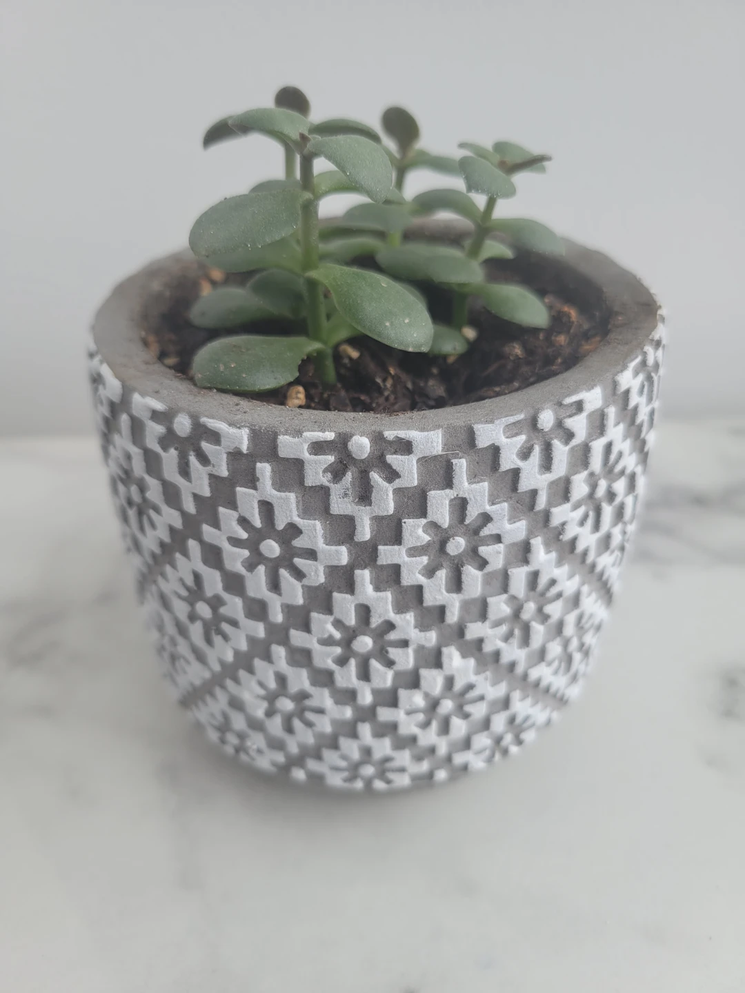 Succulent in Decorative Planter - photo 3