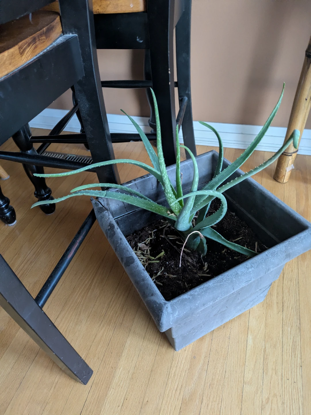 Aloe Vera Plants - photo 2