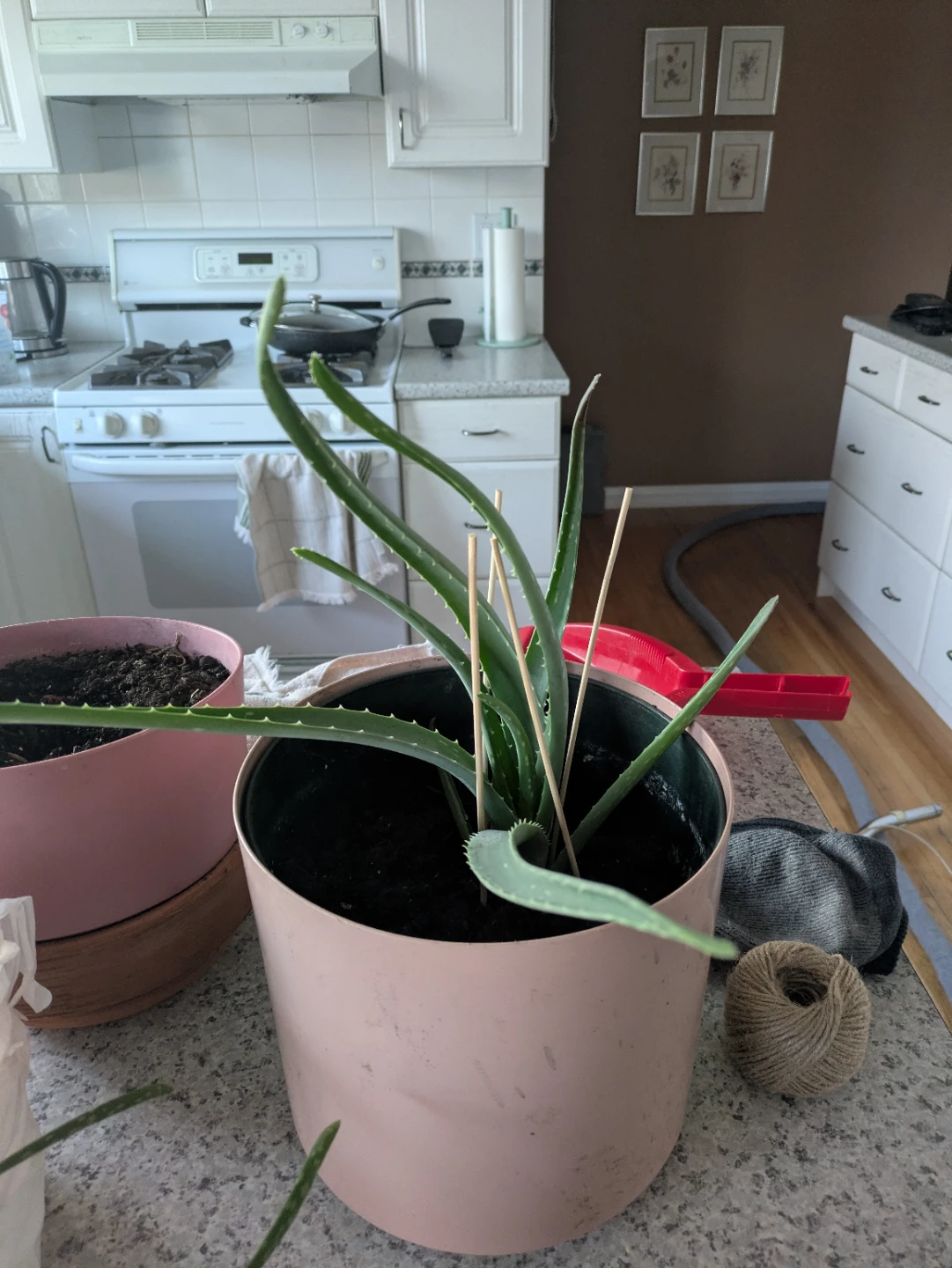 Aloe Vera Plants - photo 4