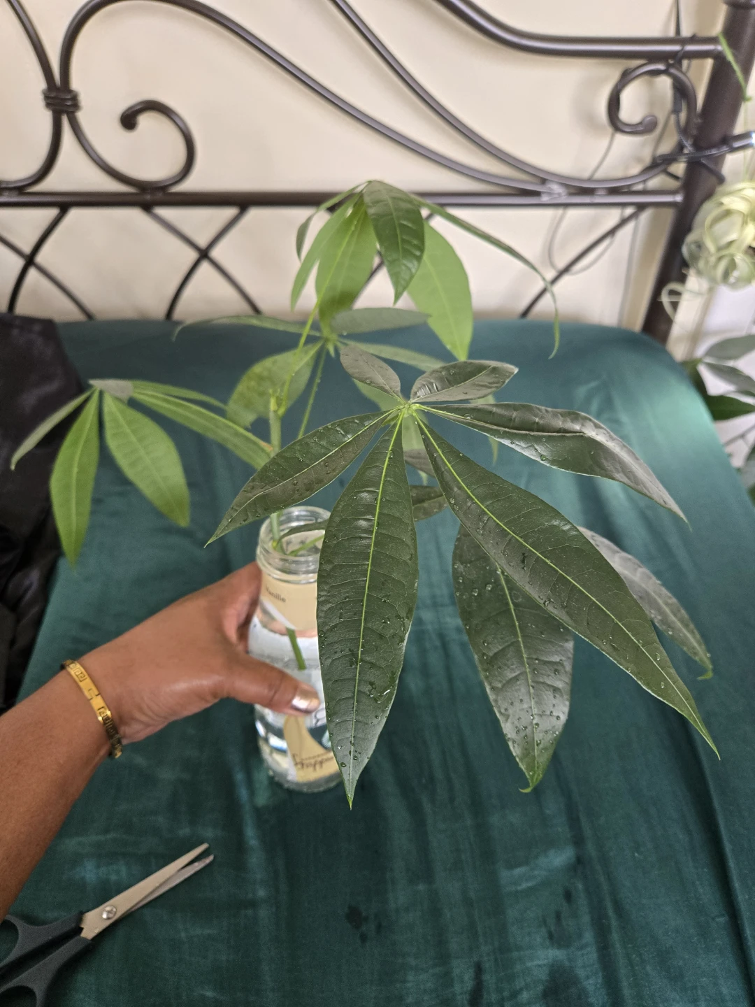 Money Tree Cutting in Water✨️🌿ROOTED