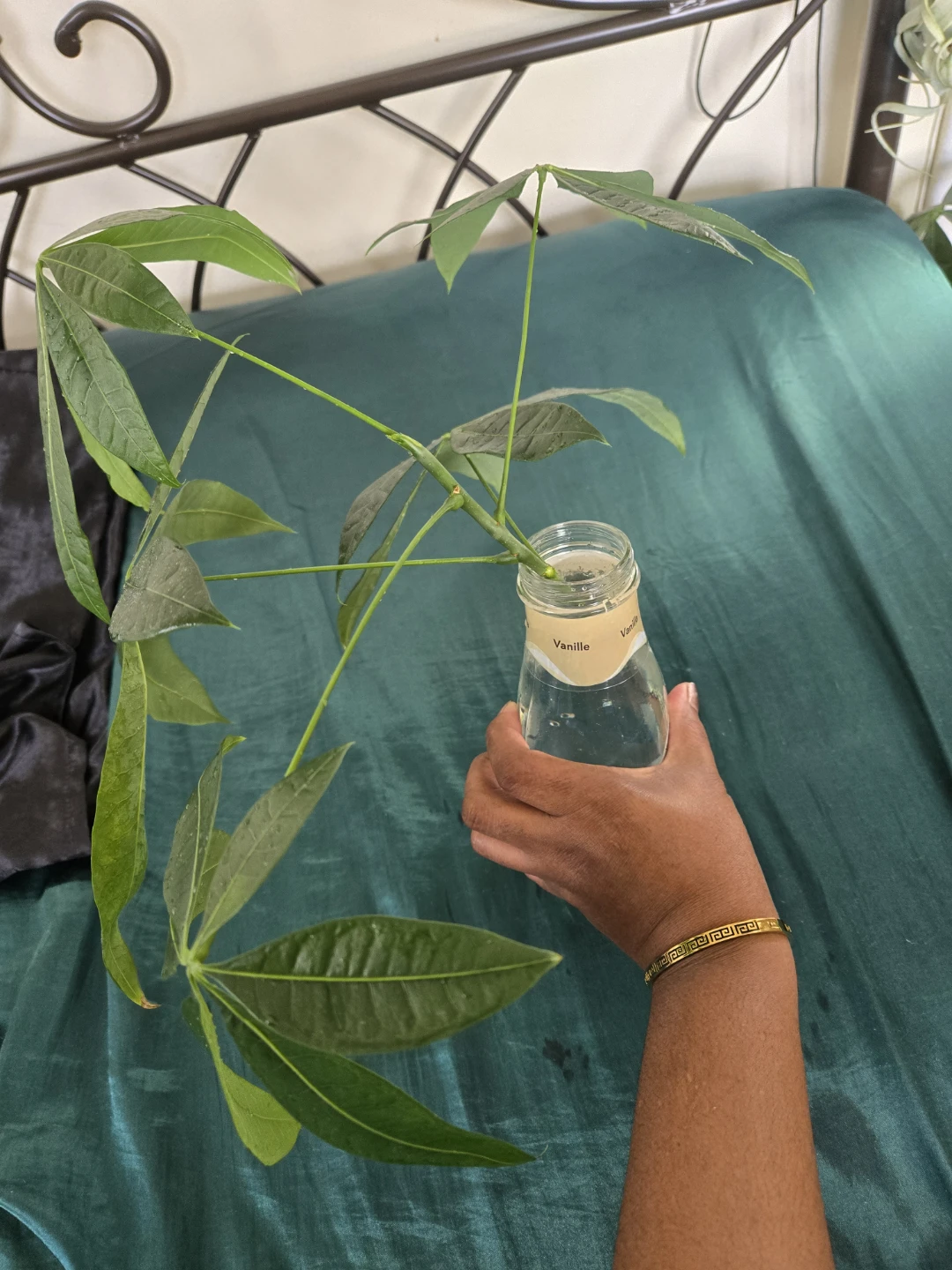 Money Tree Cutting in Water✨️🌿ROOTED - photo 2