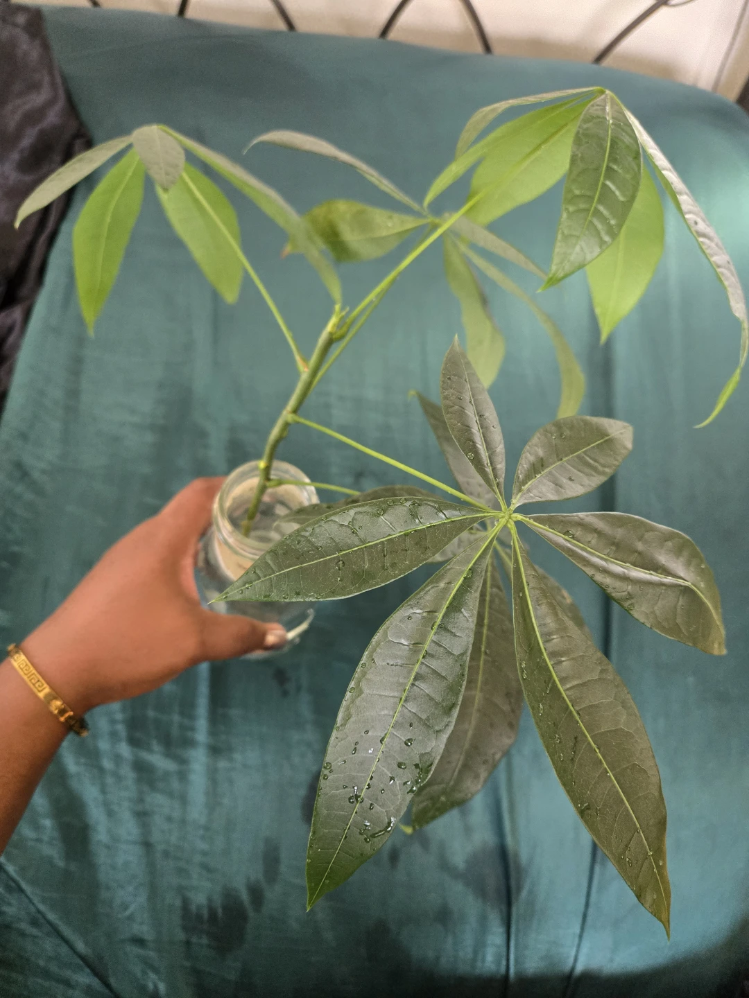 Money Tree Cutting in Water✨️🌿ROOTED - photo 3
