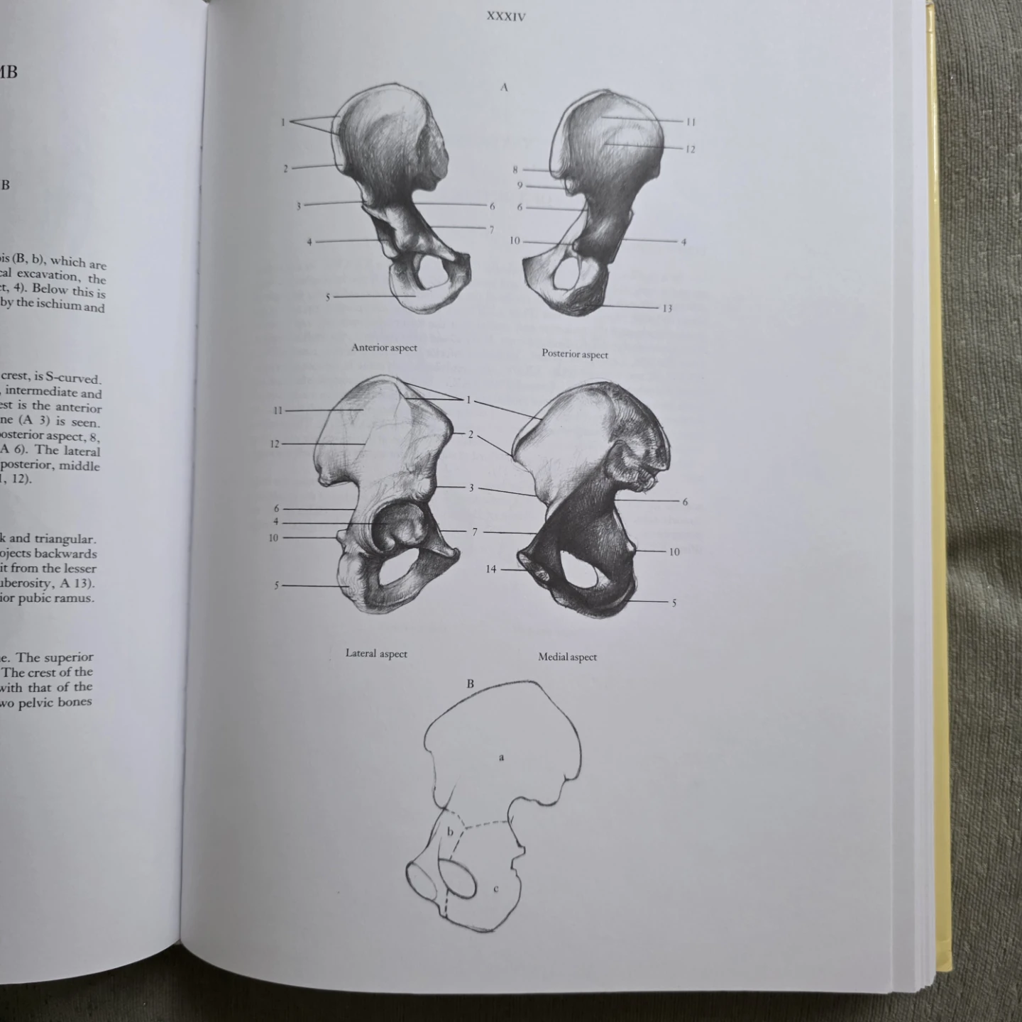 Anatomy for the Artist Book by Jenő Barcsay - photo 2