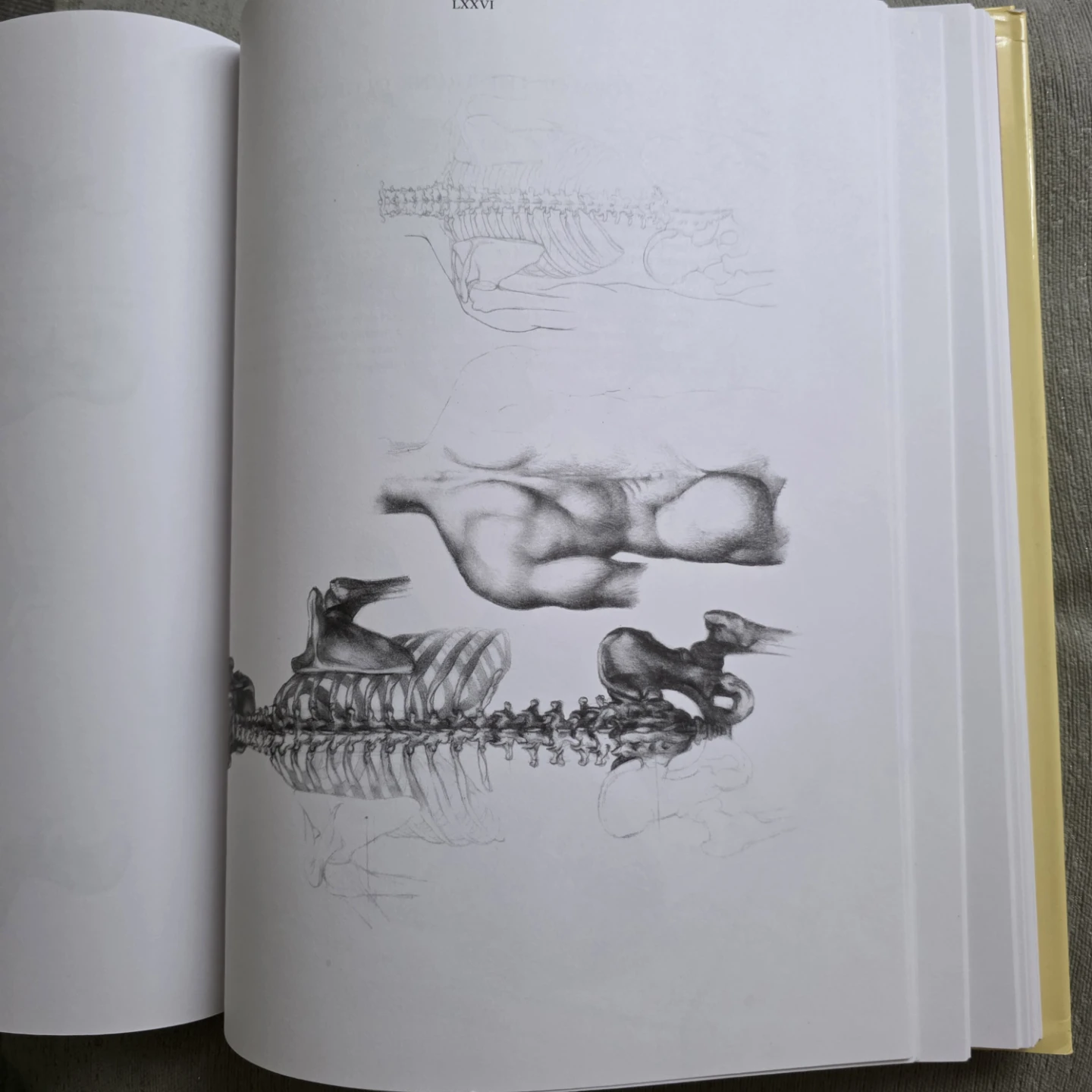 Anatomy for the Artist Book by Jenő Barcsay - photo 3