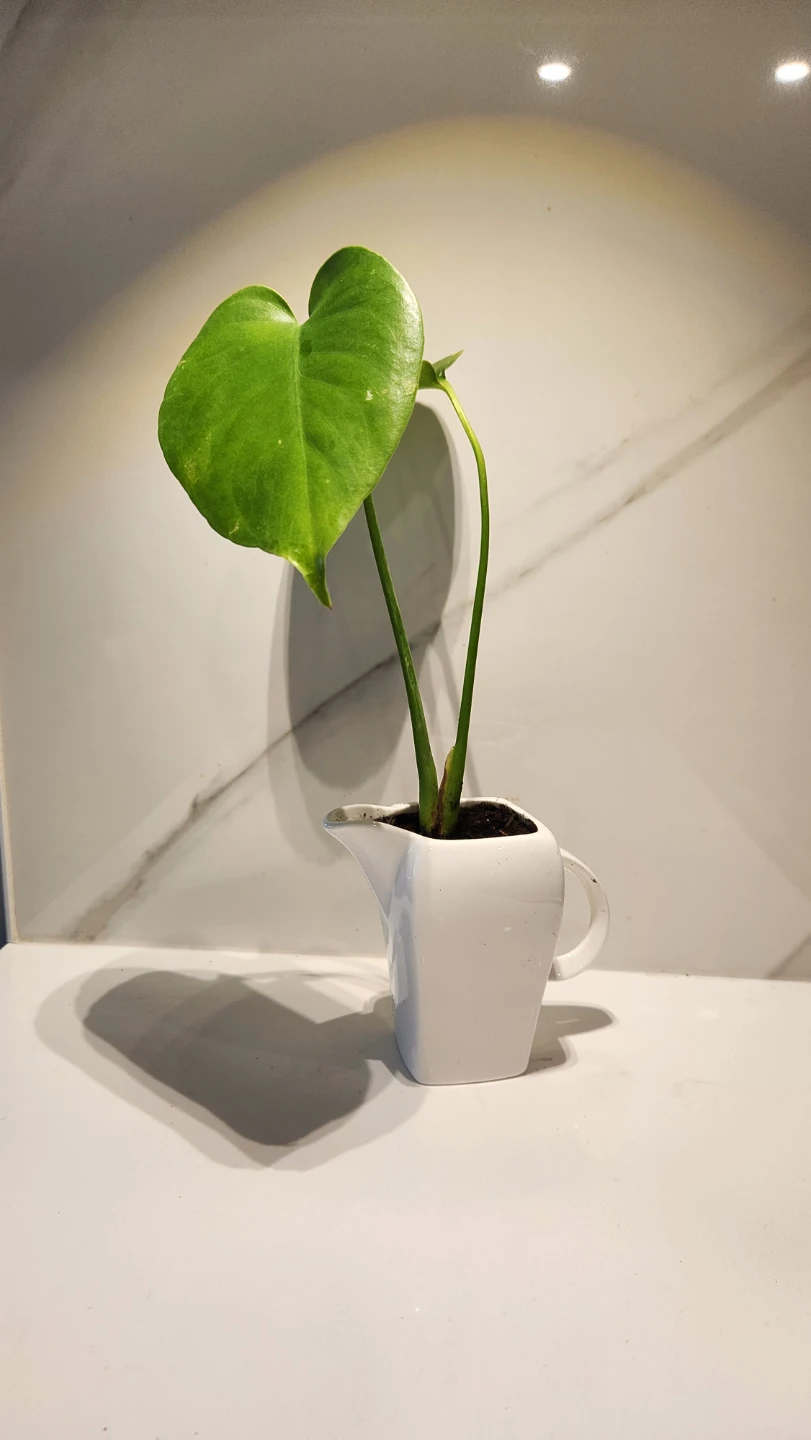 🥛 Moo-ving Into Green: Monstera in a Milk Carton 🌿