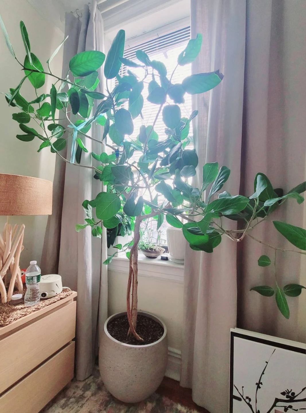 Large Ficus Tree in Ceramic Pot - photo 4