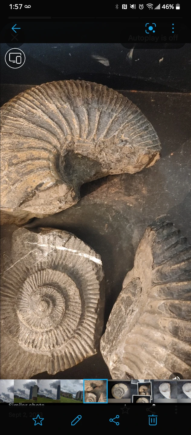 Ammonite Fossils