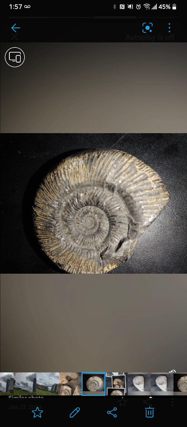 Ammonite Fossils - photo 2